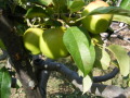 Продава ВИЛА, гр. Берковица, област Монтана, снимка 9
