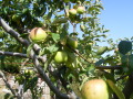 Продава ВИЛА, гр. Берковица, област Монтана, снимка 7