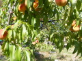 Продава ВИЛА, гр. Берковица, област Монтана, снимка 14