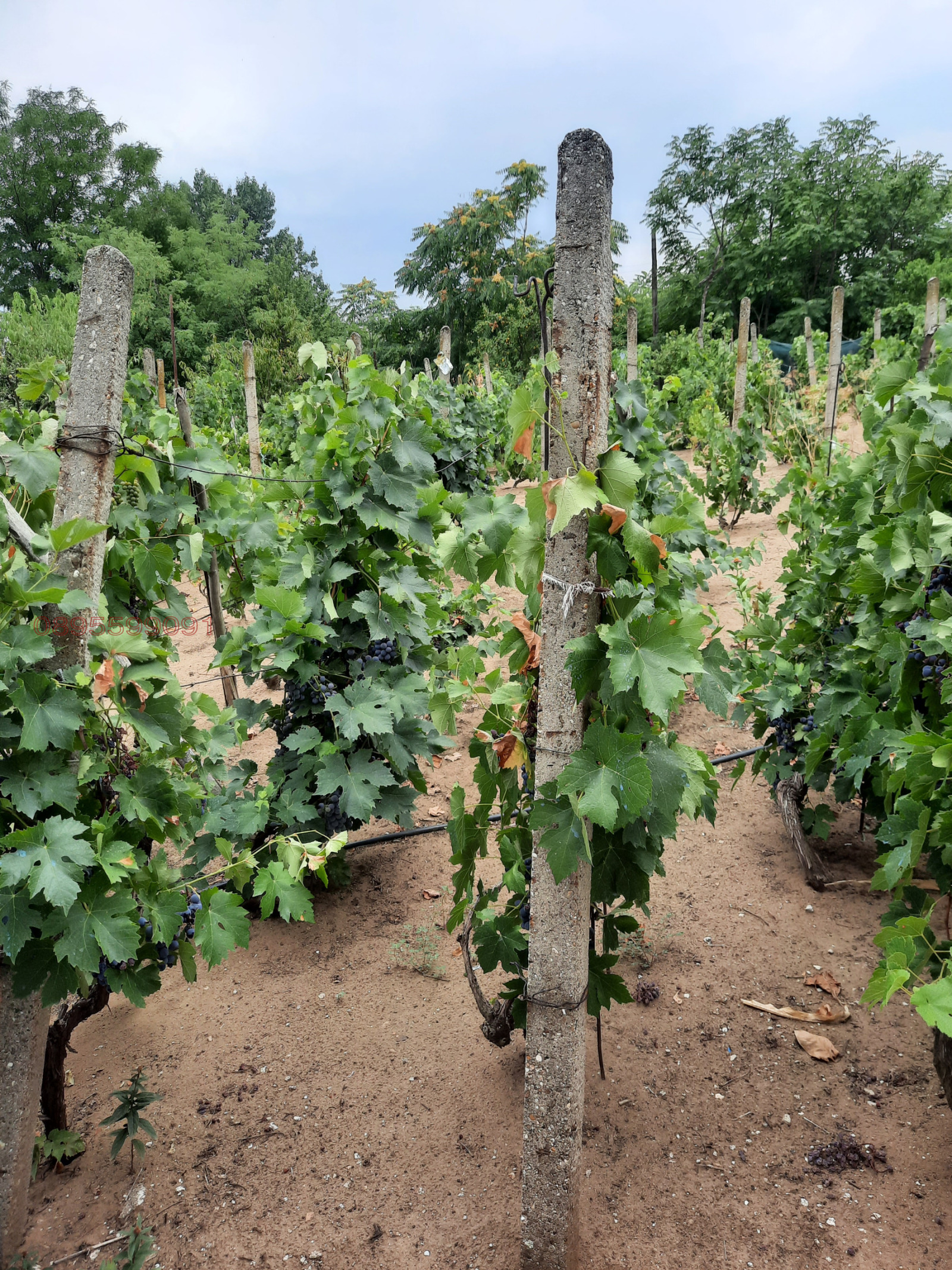 Продава КЪЩА, с. Ново село, област Видин, снимка 10 - Къщи - 54335339