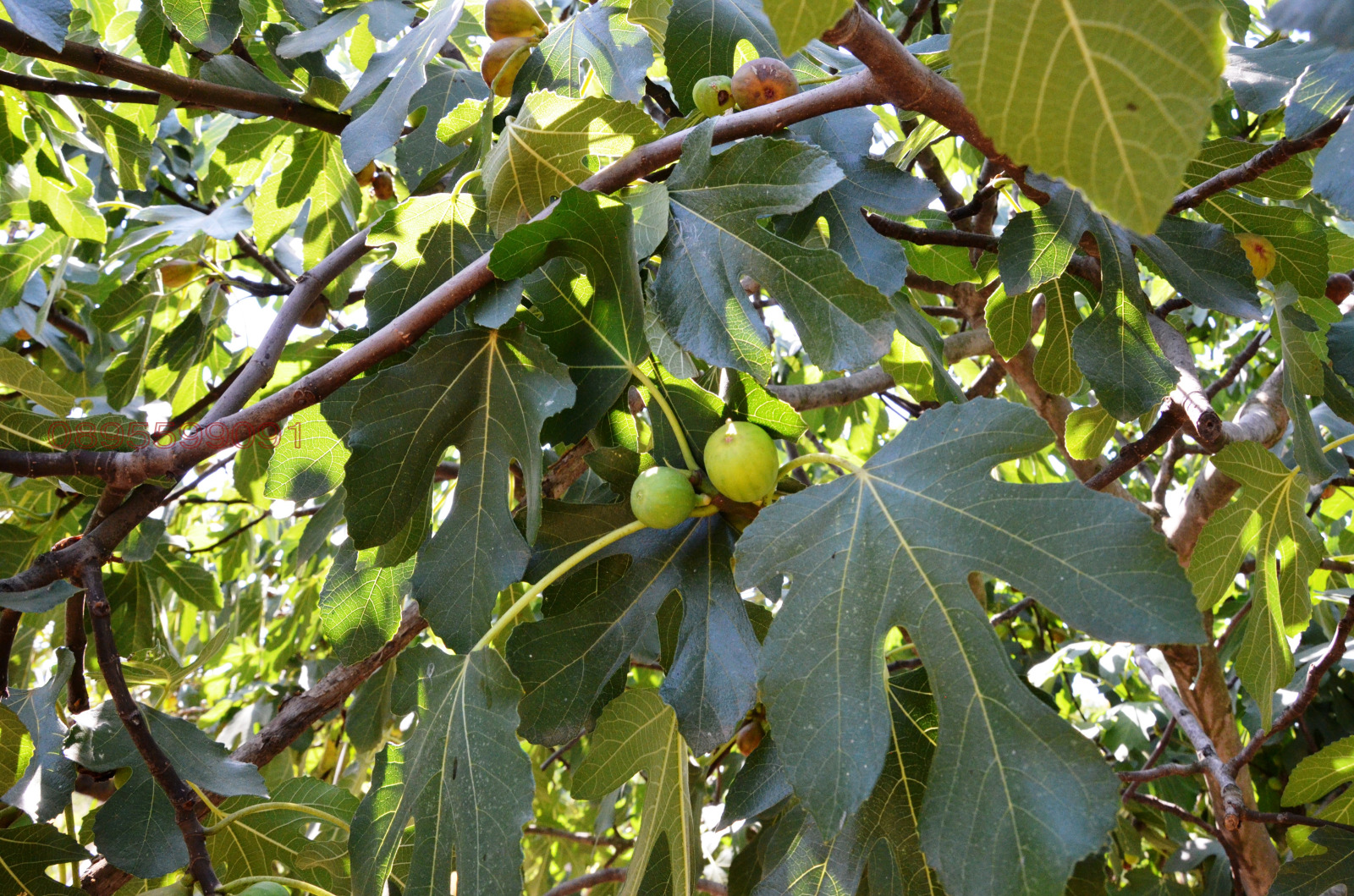 Продава КЪЩА, с. Ново село, област Видин, снимка 9 - Къщи - 54335339