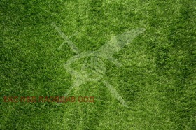 ������ ������� ������