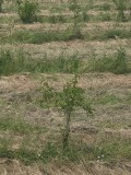Продава  Парцел област Варна , с. Китен , 9000 кв.м | 25228342 - изображение [7]