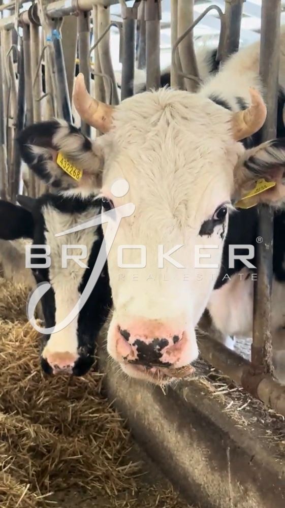 Продава ПРОМ. ПОМЕЩЕНИЕ, с. Пчеларово, област Кърджали, снимка 17 - Производствени сгради - 54519345