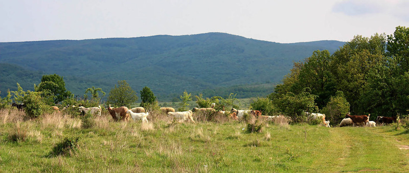 Eladó  Cselekmény régió Burgasz , Rakovskovo , 38711 négyzetméter | 85613124 - kép [6]