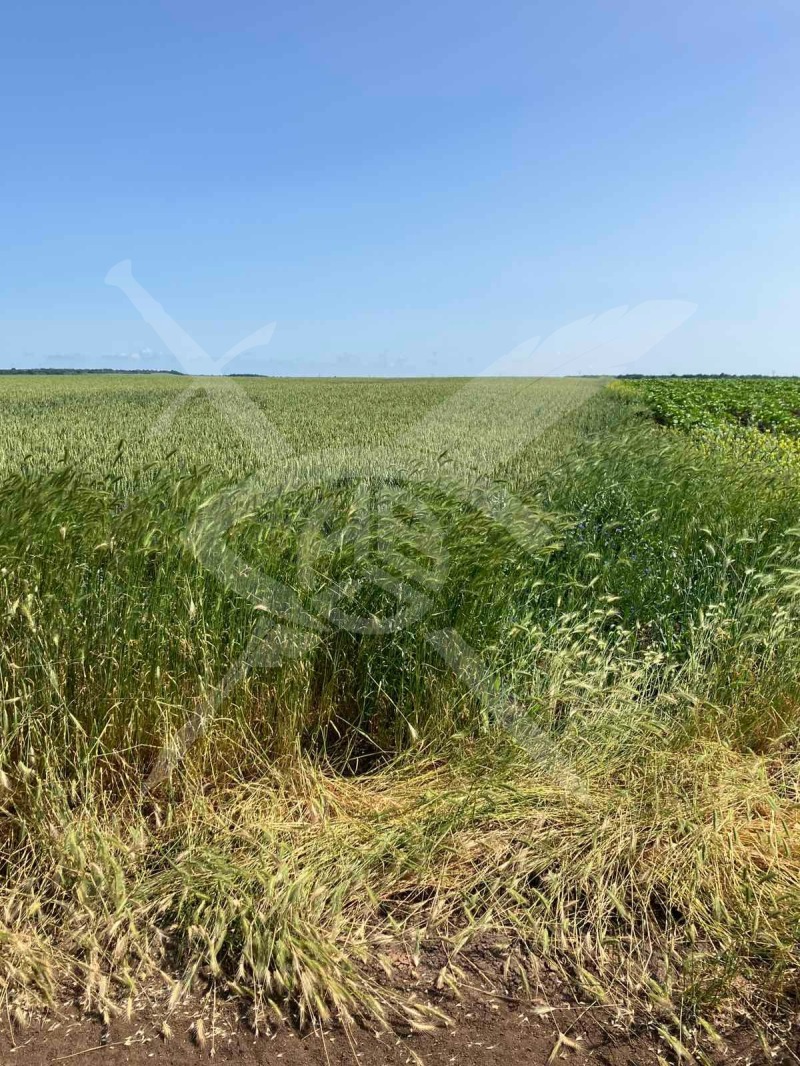 Zu verkaufen  Handlung region Varna , Waglen , 9000 qm | 93051324 - Bild [2]