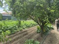 Продава КЪЩА, област Пловдив, с. Трилистник • 99500 € • 61096484 — Holmes.bg