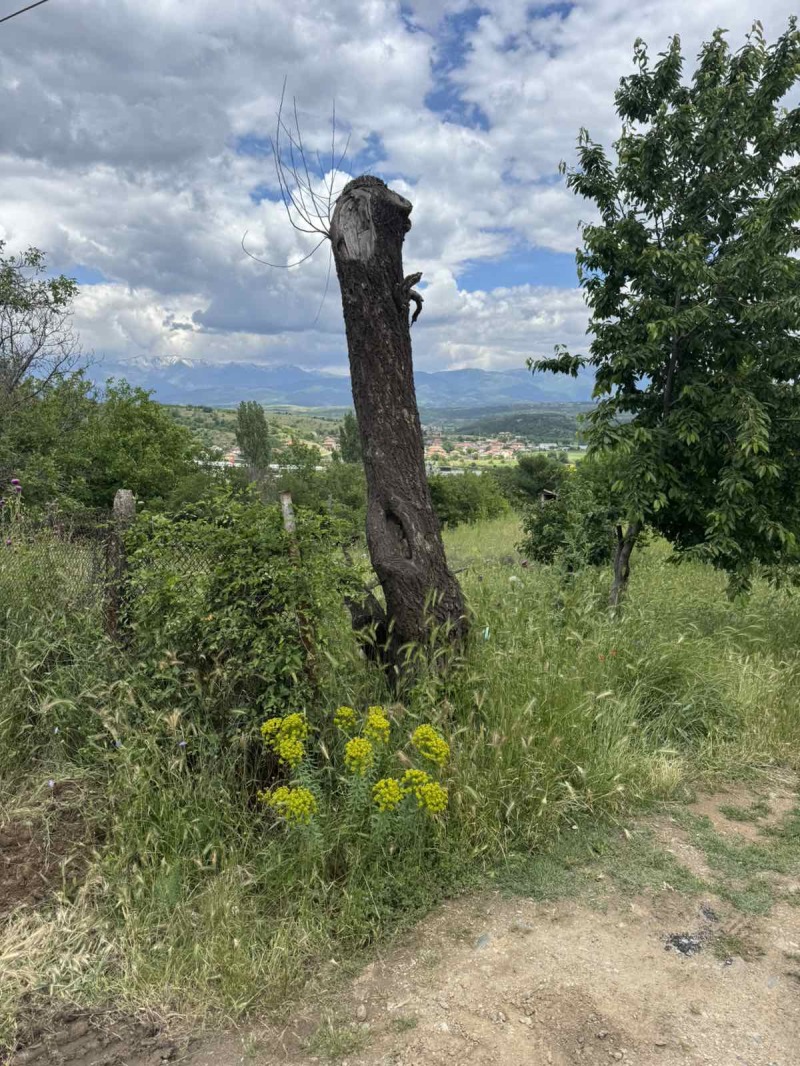 Na prodej  Spiknutí oblast Blagoevgrad , Balgarčevo , 1050 m2 | 88162063 - obraz [3]
