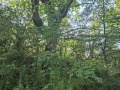 Продава ПАРЦЕЛ, с. Голяма Желязна, област Ловеч, снимка 4