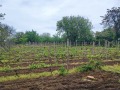 Продава ВИЛА, гр. Русе, в.з. Левента, снимка 10