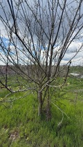 Продава ПАРЦЕЛ, с. Богдан, област Добрич, снимка 6