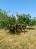 Продава КЪЩА, с. Джулюница, област Велико Търново, снимка 5