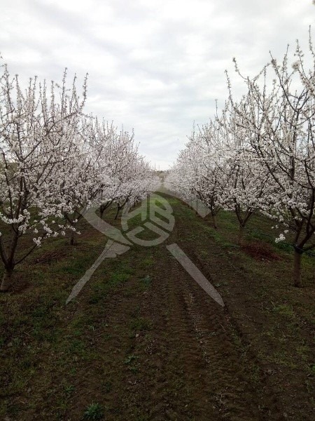 Продава ПАРЦЕЛ, гр. Бургас, с. Изворище