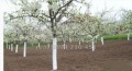 Продава  Парцел област Пловдив , с. Церетелево , 2000 кв.м | 77515612 - изображение [7]