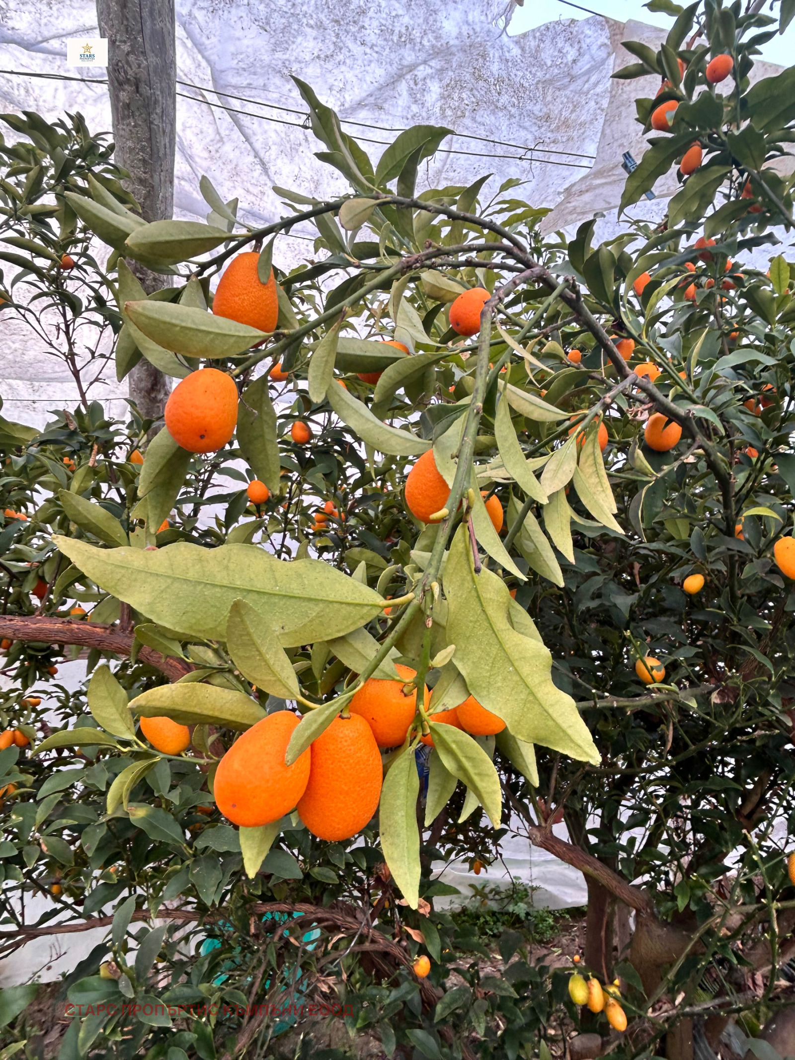 Продава КЪЩА, гр. Варна, м-т Евксиноград, снимка 10 - Къщи - 53841797