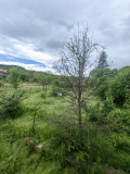 Продава КЪЩА, гр. Перник, Стара Тева, снимка 3