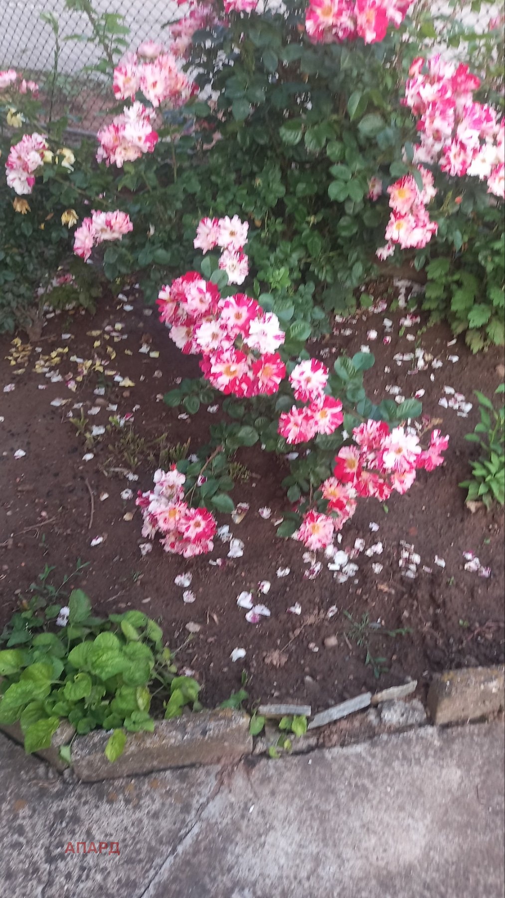 ������� ���� �� ���� | Imot.bg � ����������� 10