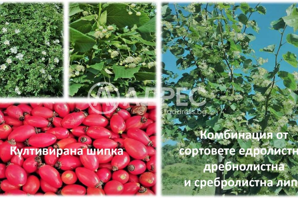 Продава ЗЕМЕДЕЛСКА ЗЕМЯ, с. Горно Камарци, област София област, снимка 6 - Земеделска земя - 55459682