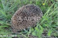 Продава ЗЕМЕДЕЛСКА ЗЕМЯ, с. Горно Камарци, област София област, снимка 9