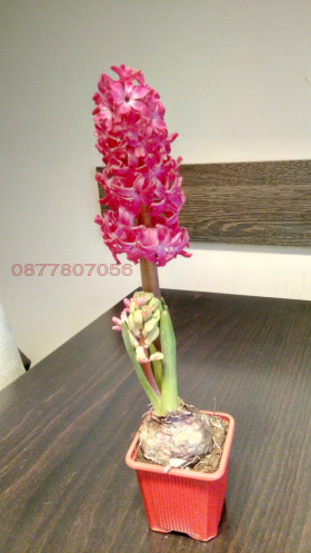 ����� ������� 2-�����,���� �����, ����� 1