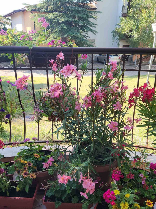 Προς πώληση  Βίλα περιοχή Dobrich , Βαλτσηκ , 84 τ.μ | 87848553 - εικόνα [13]