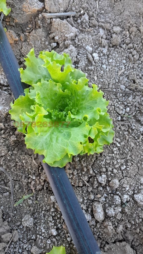 Продава ЗЕМЕДЕЛСКА ЗЕМЯ, с. Руец, област Търговище, снимка 6 - Земеделска земя - 52785861