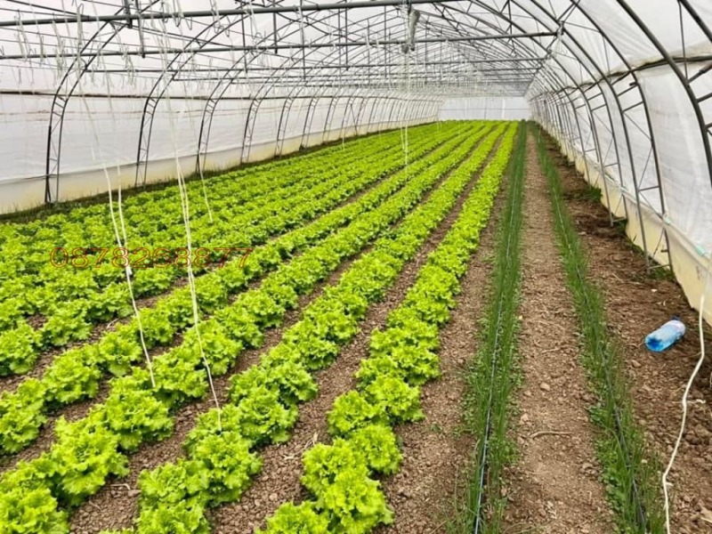 Продава ЗЕМЕДЕЛСКА ЗЕМЯ, с. Руец, област Търговище, снимка 8 - Земеделска земя - 52785861