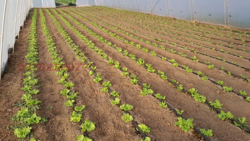 Продава ЗЕМЕДЕЛСКА ЗЕМЯ, с. Руец, област Търговище, снимка 5 - Земеделска земя - 52785861