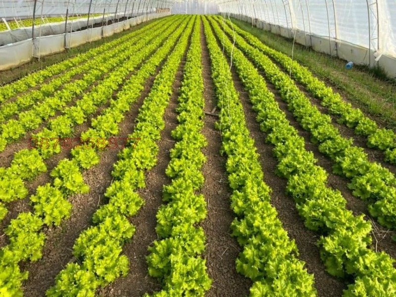 Продава ЗЕМЕДЕЛСКА ЗЕМЯ, с. Руец, област Търговище, снимка 2 - Земеделска земя - 52785861