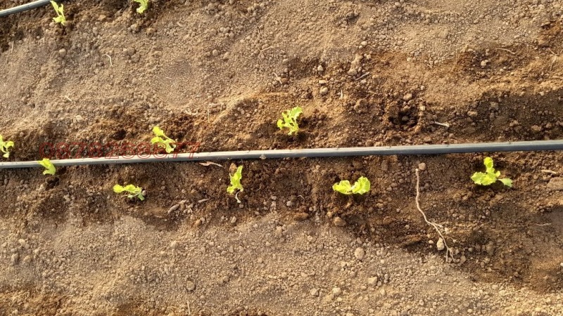 Продава ЗЕМЕДЕЛСКА ЗЕМЯ, с. Руец, област Търговище, снимка 7 - Земеделска земя - 52785861