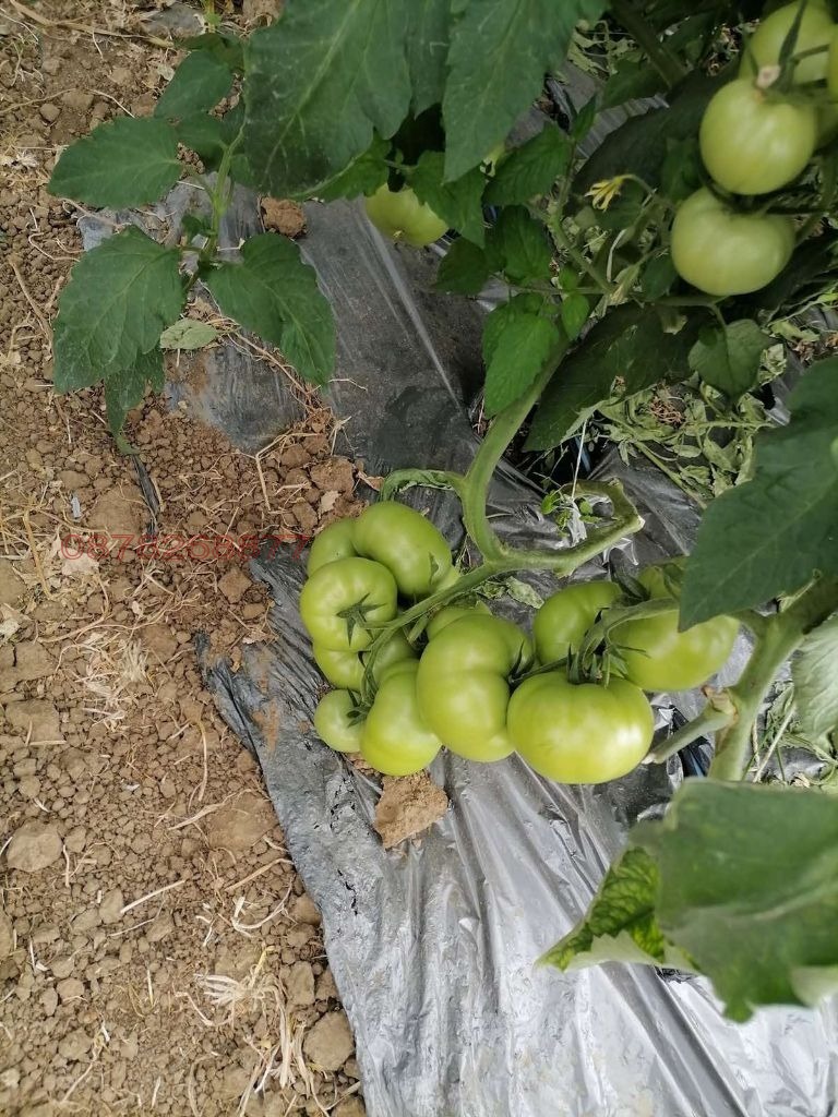 Продава ЗЕМЕДЕЛСКА ЗЕМЯ, с. Руец, област Търговище, снимка 11 - Земеделска земя - 52785861