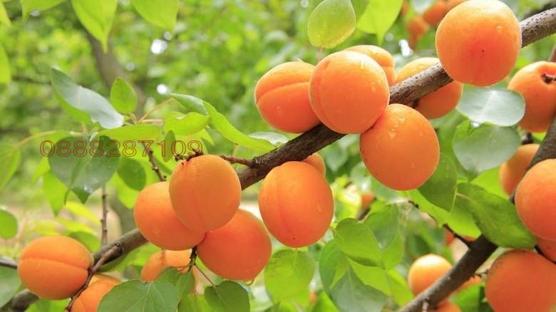 Продава ЗЕМЕДЕЛСКА ЗЕМЯ, гр. Тутракан, област Силистра