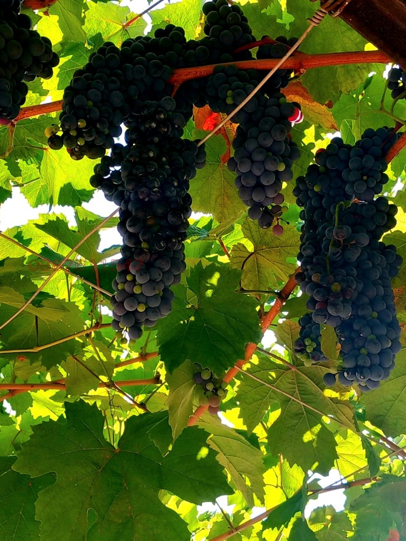 Продава КЪЩА, с. Стоб, област Кюстендил, снимка 5 - Къщи - 52779213