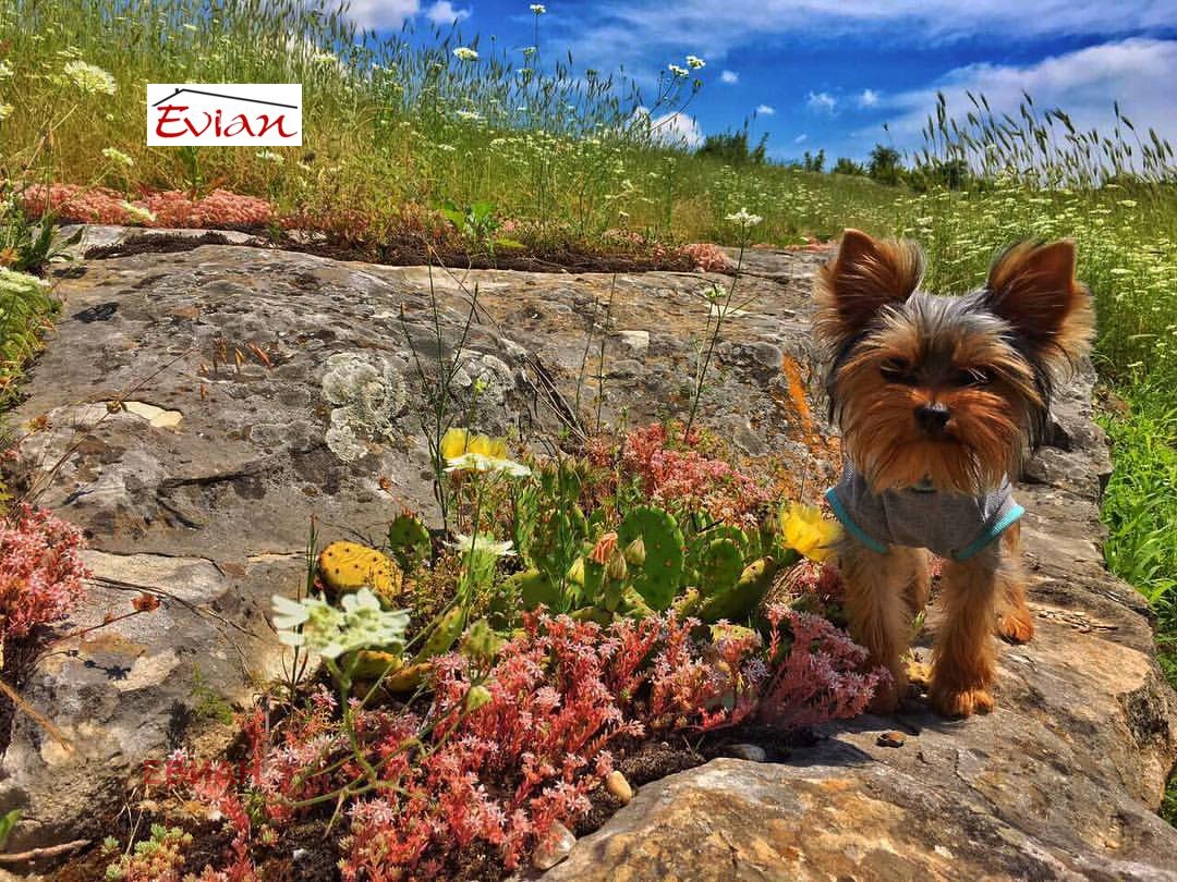 ������� ������ | Imot.bg � ����������� 1