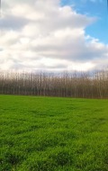 Продава  Земеделска земя област Бургас , гр. Сунгурларе , 25 дка | 20577503 - изображение [2]