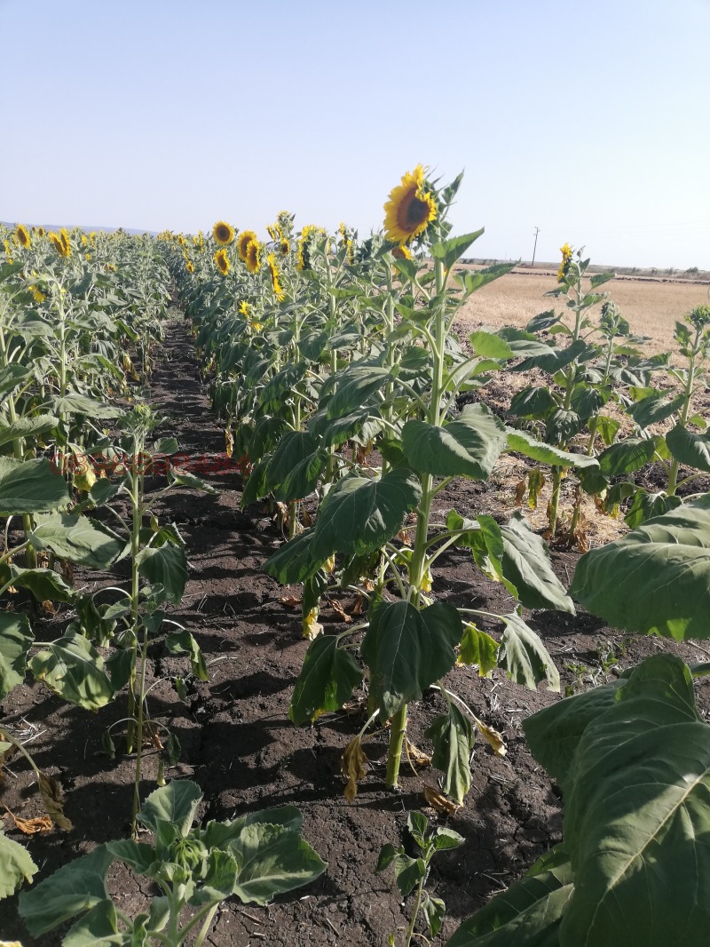 Продава ЗЕМЕДЕЛСКА ЗЕМЯ, с. Ситово, област Силистра