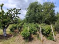 Продава КЪЩА, с. Дълбоки, област Стара Загора, снимка 8