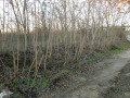 Продава  Парцел област Варна , с. Червенци , 2000 кв.м | 80134908 - изображение [9]