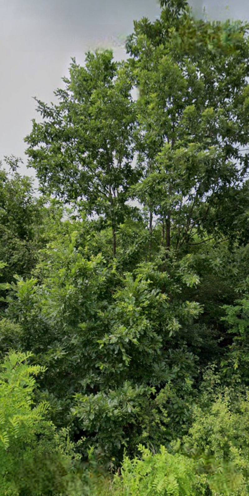 Продава ЗЕМЕДЕЛСКА ЗЕМЯ, гр. Кула, област Видин