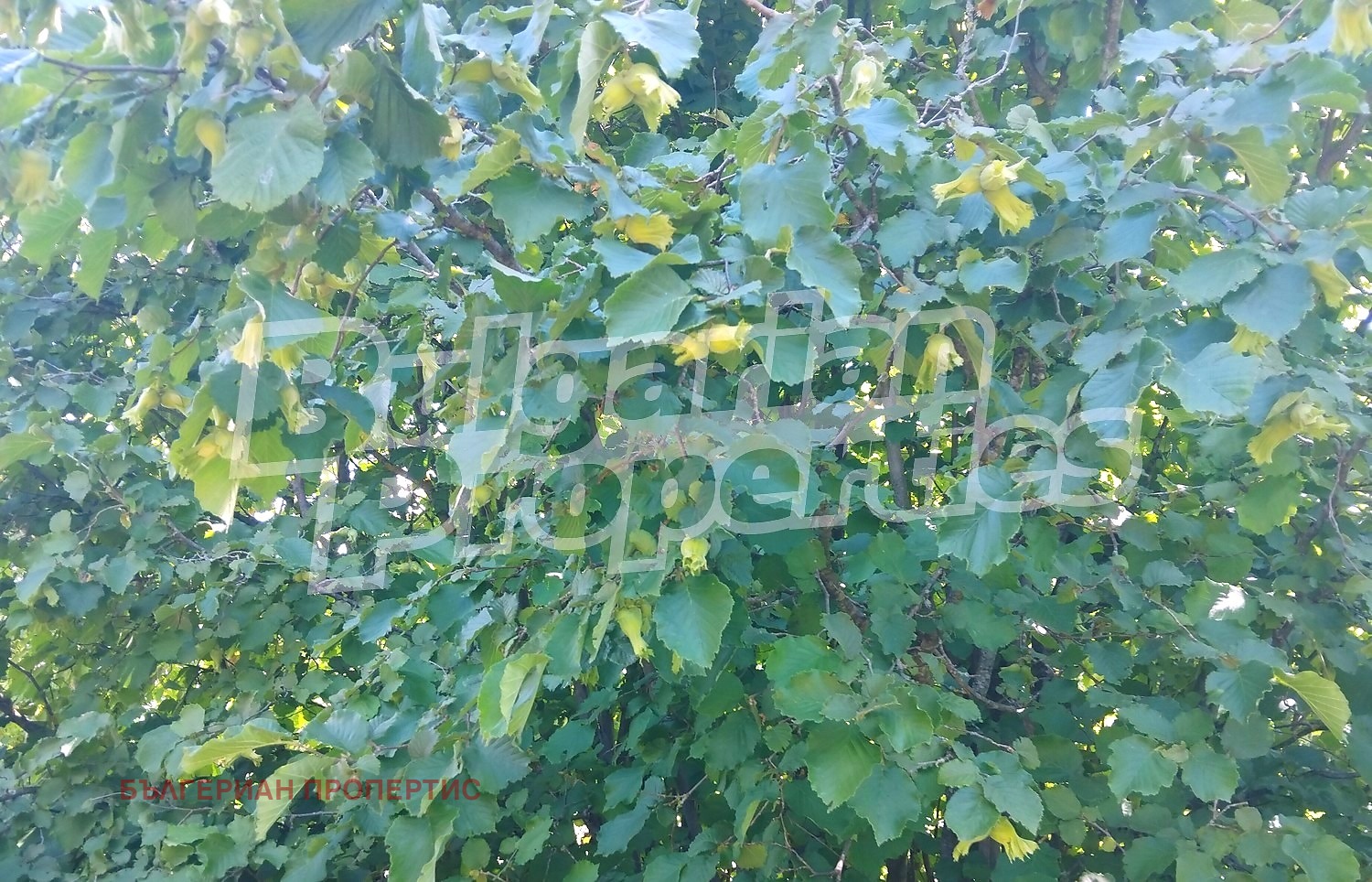 ������� ���������� ���� | Imot.bg � ����������� 3