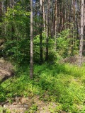 Продава ПАРЦЕЛ, с. Гълъбово, област Пловдив, снимка 4