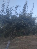 Продава ПАРЦЕЛ, с. Мирово, област София област, снимка 6
