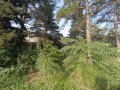 Продава ПАРЦЕЛ, с. Сърнино, област Добрич, снимка 6