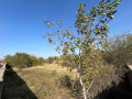 Продава ПАРЦЕЛ, с. Обнова, област Плевен, снимка 10
