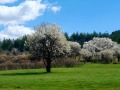 Продава ПАРЦЕЛ, с. Стефаново, област Перник, снимка 16