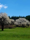 Продава ПАРЦЕЛ, с. Стефаново, област Перник, снимка 15