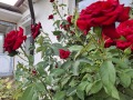 Продава КЪЩА, с. Хрищени, област Стара Загора, снимка 1