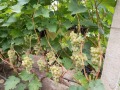 Продава КЪЩА, с. Бенковски, област Варна, снимка 16