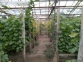 Продава КЪЩА, с. Бенковски, област Варна, снимка 15