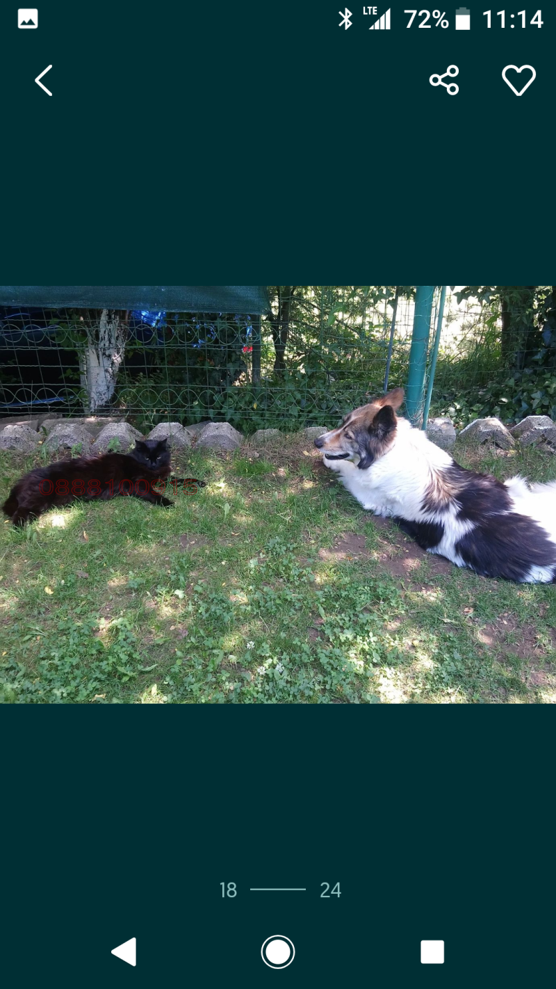 Продава ВИЛА, гр. София, гр. Банкя, снимка 12 - Вили - 53386239